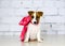 Jack Russell Terrier Dog puppy with pink ribbon