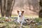 Jack Russell Terrier dog rests among spring blooms.