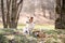 Jack Russell Terrier dog rests among spring blooms.