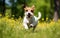 Jack Russell Terrier dog run outdoor summer sunny day