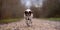 Jack Russell Terrier dog is running in autumn on a wide path through the forest