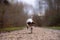 Jack Russell Terrier dog is running in autumn on a wide path through the forest