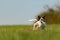 Jack Russell Terrier dog is running away over a green meadow. Cute runaway doggy