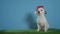 Jack russell terrier dog with santa hat on turquoise background