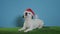 Jack russell terrier dog with santa hat on turquoise background