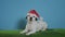 Jack russell terrier dog with santa`s hat on turquoise background