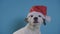 Jack russell terrier dog with santa`s hat on turquoise background