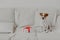 Jack russell terrier dog sits on white soft sofa near gift box. Pedigree dog in domestic atmosphere at modern apartment. White