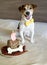 Jack russell terrier Dog sitting with cake on his sixth birthday.