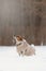 Jack Russell Terrier dog sitting in the snow. Dog on winter walk. Active pet. Dressed dog