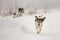 Jack Russell Terrier dog in the snow. Cute funny dog is running in front of snowy background