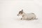 Jack Russell Terrier dog in the snow. Cute funny dogs running in front of white background