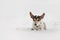 Jack Russell Terrier dog in the snow. Funny dogs running in front of white background