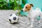 Jack russell terrier dog and soccerball