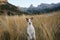Jack Russell Terrier dog stands alert in a mountain field. Surrounded by grass