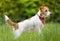 Jack russell terrier dog waiting, listening in the grass, puppy training