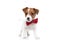Jack russell terrier dog wearing bowtie and waving tail