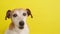A Jack russell terrier dog on yellow background.
