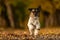 Jack russell terrier doggy is running in a avenue forest