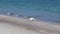 Jack Russell Terrier dogs have fun playing on the beach near the sea on a sunny day. Dogs Walking On The Beach.