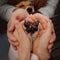 Jack russell terrier dogs paws held in owners hands