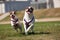 Jack Russell Terrier Dogs Running on the Grass