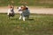 Jack Russell Terrier Dogs Running on the Grass