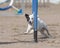 Jack Russell Terrier doing slalom on a dog agility course