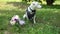 Jack russell terrier dressed as groom with wedding bouquet on grass slow motion