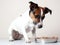 Jack russell terrier eating food from a bowl on white background. Made with Generative AI