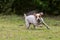 Jack Russell Terrier Female Dog Jumping On Meadow