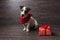 Jack Russell Terrier with festive gift box.