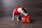 Jack Russell Terrier with festive gift box.