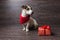 Jack Russell Terrier with festive gift box.