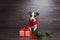 Jack Russell Terrier with festive gift box.