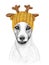 Jack russell terrier with gold knitted hat and scarf. Hand drawn illustration of dressed dog