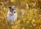 Jack russell terrier happy unleashed dog waiting in the grass in summer