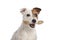 Jack russell terrier holding a bone standing