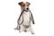 Jack russell terrier holding leach