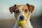 Jack Russell Terrier holding tennis ball