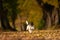 Jack russell terrier hound is running in a avenue forest