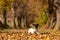 Jack Russell Terrier hound. Young cute dog is lying a tree avenue in the woods