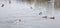 Jack Russell Terrier hunting ducks in the pond, natural background, European landscape