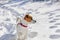 Jack russell terrier hunting in the snow in a rack in the forest, horizontal