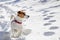 Jack russell terrier hunting in the snow in a rack in the forest, horizontal