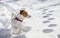 Jack russell terrier hunting in the snow in a rack in the forest, horizontal