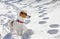 Jack russell terrier hunting in the snow in a rack in the forest, horizontal