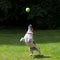 Jack Russell terrier jumping for a ball