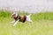 Jack Russell Terrier Jumping Happily