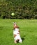 Jack Russell terrier jumping for her ball